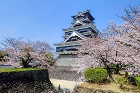 kumamoto castle behind blooming trees, japan