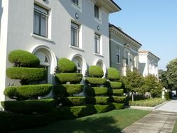 ornamental trimmed trees in row at facade