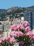 blooming oleander in view of city at mountain, monaco