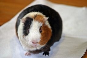 three coloured guinea pig, front view