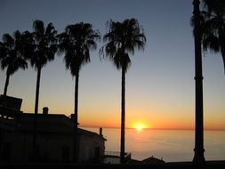 palm trees on seaside at sunset, italy, calabria