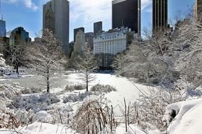 snowy winter in central park, usa, manhattan, new york city