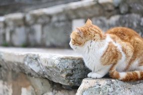 ginger cat on stone steps