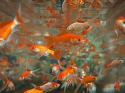 goldfish aquarium, underwater life