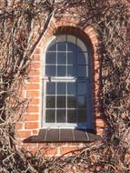 bare vines around grated window on brick facade