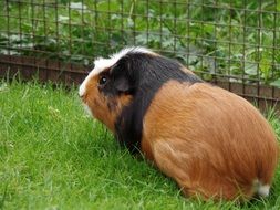 three coloured guinea pig on fenced lawn