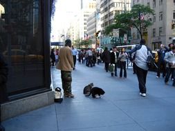 dark skin beggar with cats on busy street in city, usa, manhattan, nyc