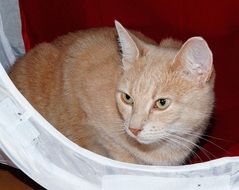 red female cat, portrait