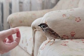 manual sparrow house sofa