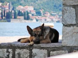 german shepherd dog lies on stone in view of old coastal town