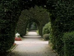 walk path under ivy arches in park