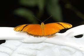 tropical julia butterfly