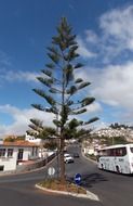 tall pine tree on road crossing in old town, portugal, madeira island, funchal