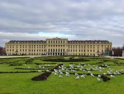 seagulls on flower bed in front of schonbrunn palace, austria, vienna