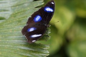 beautiful tropical butterfly on leaf