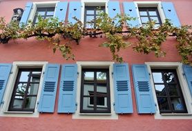 grape vine at colorful apartment facade