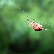 brown spider on cobweb close up, blurred green background