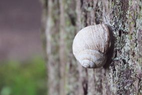 snail shell on bark