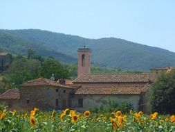 field of blooming sunflowers and old village in mountain valley, italy