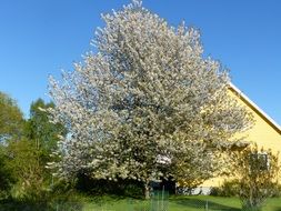 blooming cherry tree in garden at house