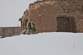 homeless dog on a snowdrift