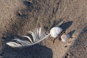 bird feather and sea shells on sand