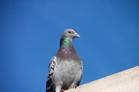 grey pigeon sits on roof at sky