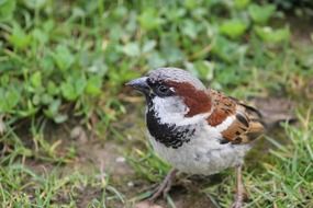 ground grass sparrow bird nature