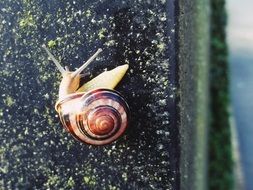 snail crawling out of its shell