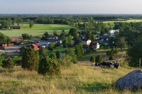 summer landscape with cattle on meadow at village, sweden, falköping