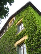 green house overgrown with ivy