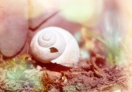 empty snail shell, blurred background, pastel colors