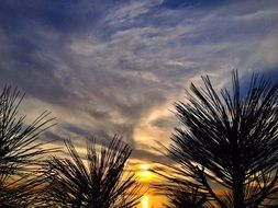 Colorful sunset in the clouds above the trees