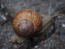 Ground snail close-up on blurred background