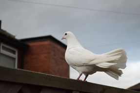 White dove bird on a roof