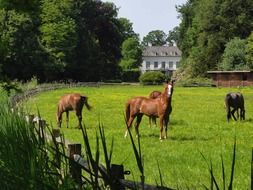 horsies in pen before villa, netherlands