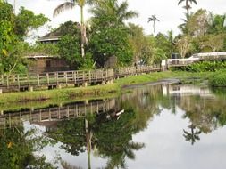 Reflection of Jamaica city with the green plants in the stream