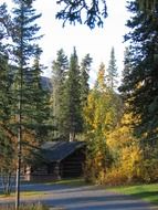 log building in forest at fall, usa, alaska, denali national park