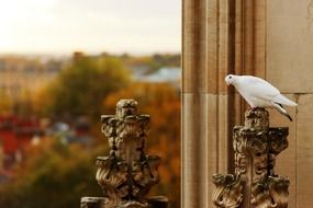 white bird on stone statue