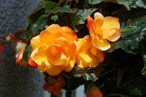 yellow flowers with green petals
