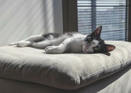 black and white photo of a cat in bed