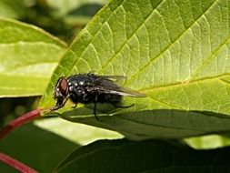 grey home fly sits on green leaf