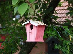pink bird feeder on branch at house