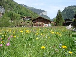 house on blooming meadow at mountains, switzerland