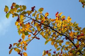 yellow leaves and berries on the sky background