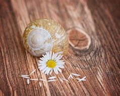 Empty snail shell and a flower