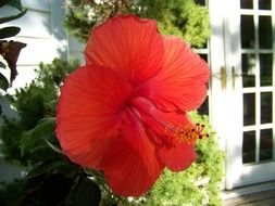 big red hibiscus flower at white lattice doors