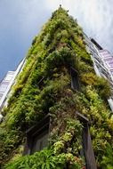 facade of modern building, overgrown with green plants