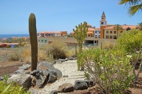 tall cactus and succulent plants in front of town