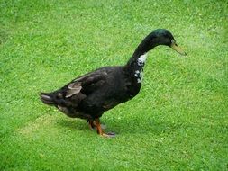 black and white duck on the grass